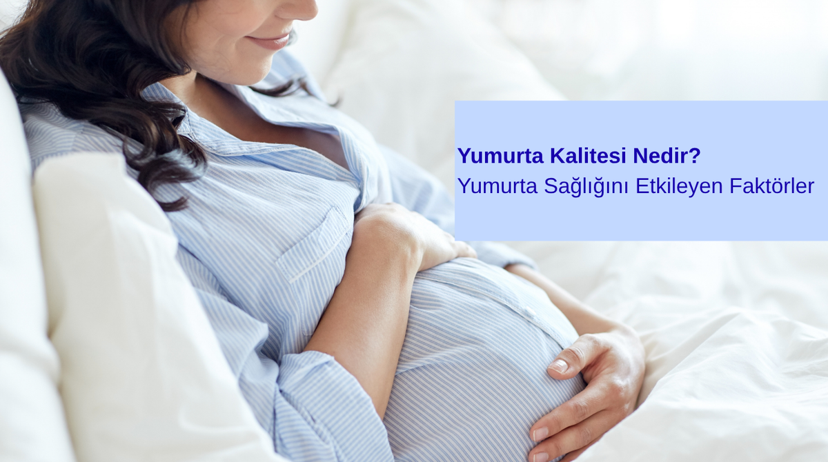 Yumurta Kalitesi Nedir? Yumurta Sağlığını Etkileyen Faktörler