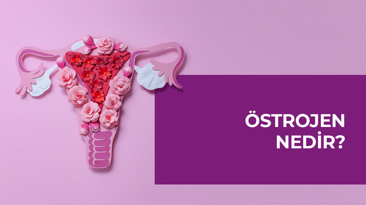 Östrojen Nedir?