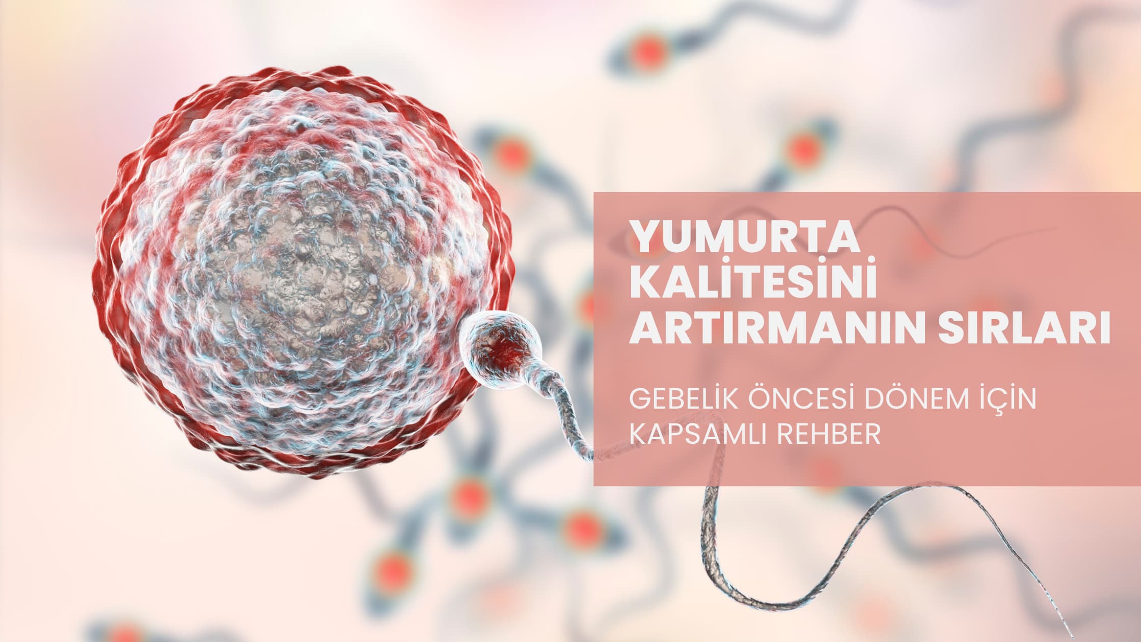 Yumurta Kalitesi Nasıl Arttırılır?